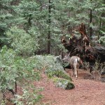 Mule Deer in Yosemite Valley