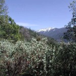Bushes in the hills above Wawona