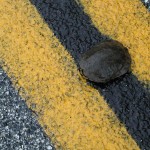 Turtle on Mines Road! Del Valle