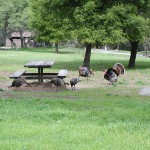Turkeys on the Del Valle campsite